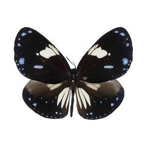 Euploea Rhadamantus