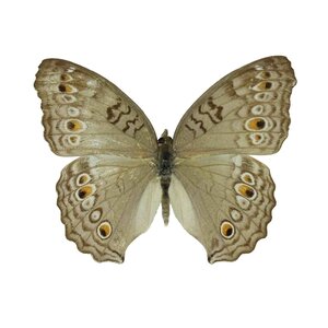 Junonia Athlites