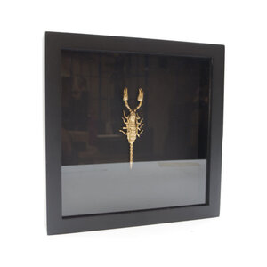 Golden scorpion in elegant black wooden frame - Heterometrus Spinifer