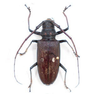 Batocera rubus immaculipennis unpräpariert