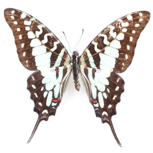 Graphium antheus dried/papered