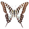 Graphium antheus unpräpariert