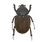 Chalcosoma atlas (vrouw)