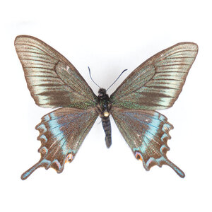 Papilio maackii (Federform)