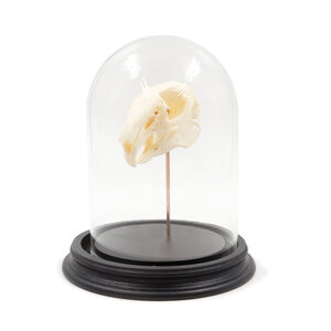 Skull of a rabbit in a glass dome