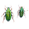 Chalcothea sp. unpräpariert