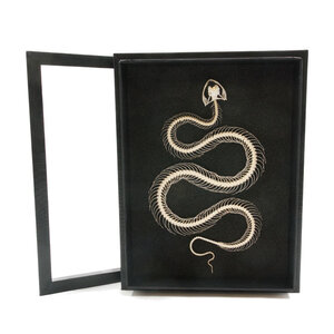 Schlangenskelett in eleganter Box (23 x 30 cm)
