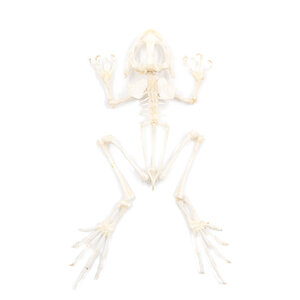 Frog skeleton