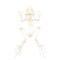 Frog skeleton