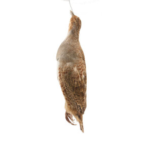 Mounted partridge (hanging)