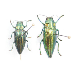 Chrysodema sp. unpräpariert