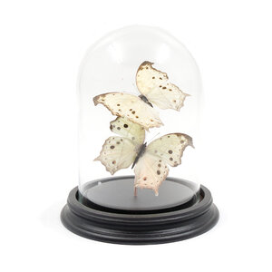 Glass dome with mounted butterflies - Salamis parhassus (2)