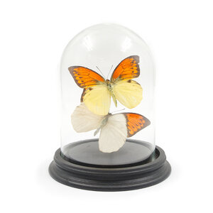 Glass dome with mounted butterflies - Hebomoia leucippe  (1) + Hebomoia glaucippe sulphurea  (1)