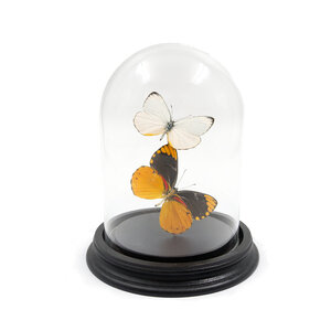 Glass dome with mounted butterflies - Delias Aurantiaca (2)