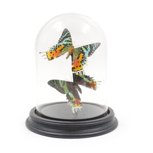 Glass dome with mounted butterflies - Urania ripheus (2)