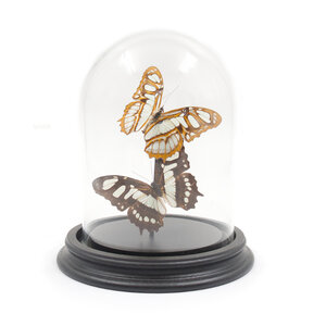 Glass dome with mounted butterflies - Victorina stelenes (2)