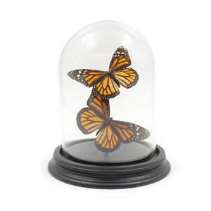 Glass dome with mounted butterflies - Danaus plexippus sp. (2)
