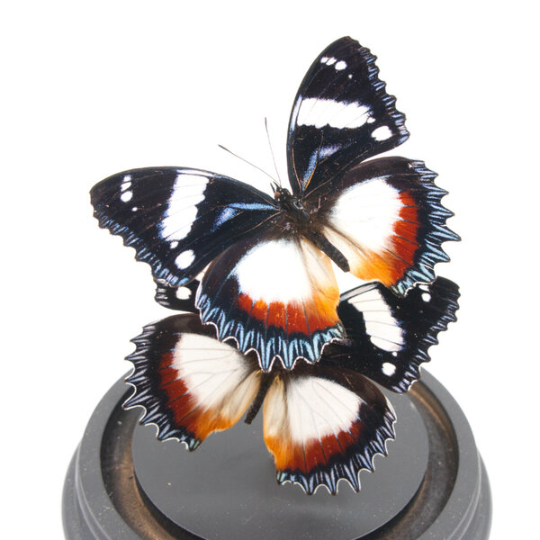 Opgezette vlinders in glazen stolp - Hypolimnas dexithea (2)
