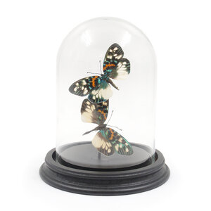 Glass dome with mounted butterflies - Erasmia pulchera (2)