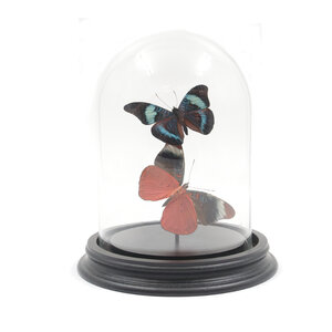 Glass dome with mounted butterflies - Panacea prola (2)