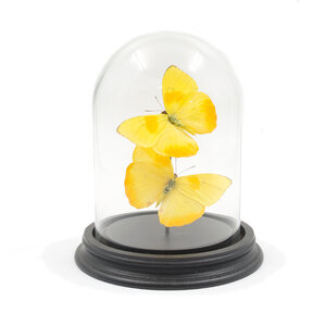 Glass dome with mounted butterflies - Phoebis philea (2)