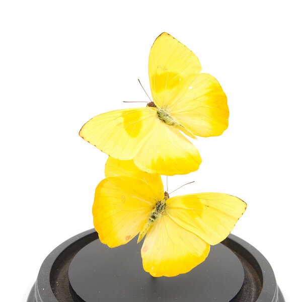 Glass dome with mounted butterflies - Phoebis philea (2)