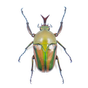 Eudicella sp. unpräpariert