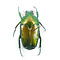 Ischiopsopha ritsemae celebensis unpräpariert