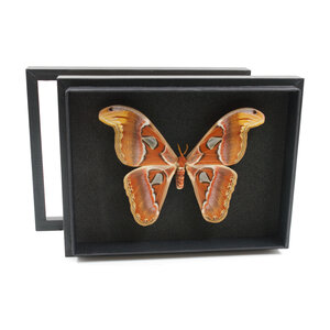 Attacus atlas in insect box