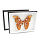 Attacus atlas in insect box