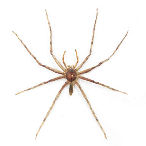 Pardosa sp. - Wolfspinne