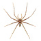 Pardosa sp. - wolfspin