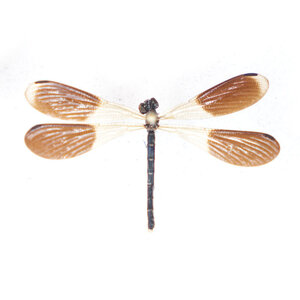 Rhinocypha colorata- dragonfly