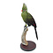 Mounted Guinea turaco