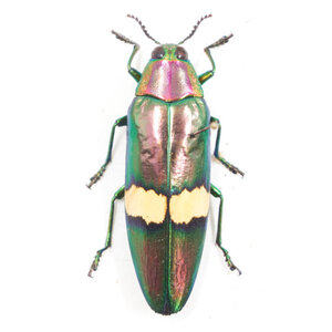 Chrysochroa saundersi ongeprepareerd