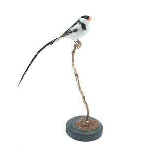 Mounted pin-tailed whydah (A)