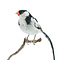 Mounted pin-tailed whydah (A)