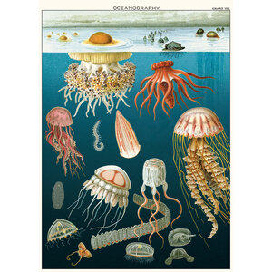 School poster - jellyfish
