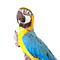 Mounted Blue-and-yellow macaw (wall mounting)