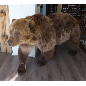 Mounted brown bear