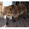 Mounted brown bear