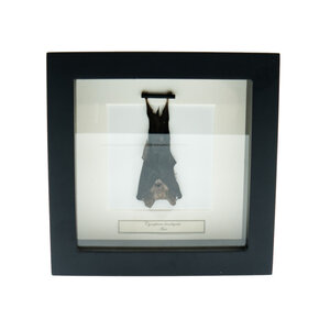 Bat in exclusive frame 16x16 cm