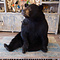 Mounted black bear (sitting)