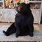 Mounted black bear (sitting)