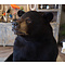 Schwarzbär (Sitzung)