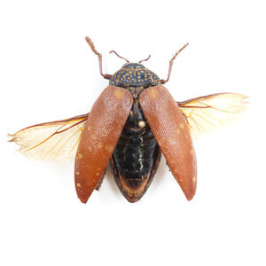 Sternocera castanea (flying)