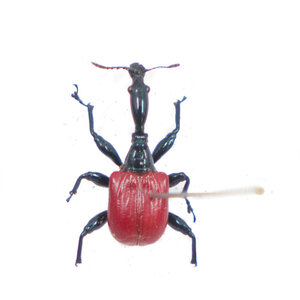 Trachelophorus giraffa