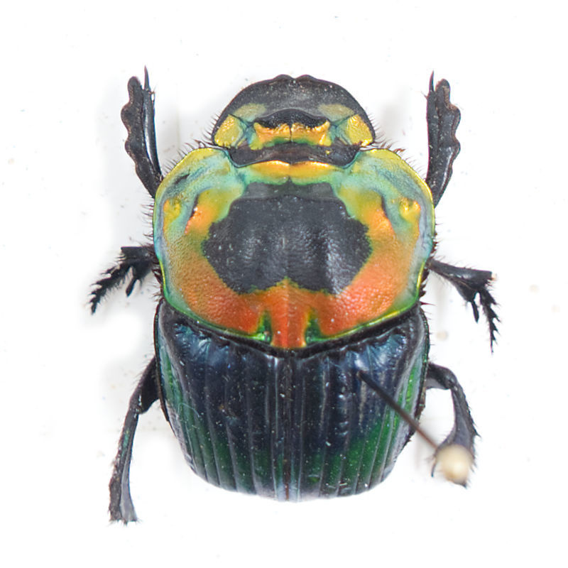 Phanaeus imperator DMW.nu