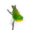 Mounted hanging parrot (B)