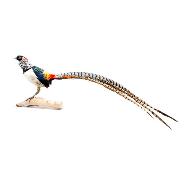 Mounted lady amherst's pheasant